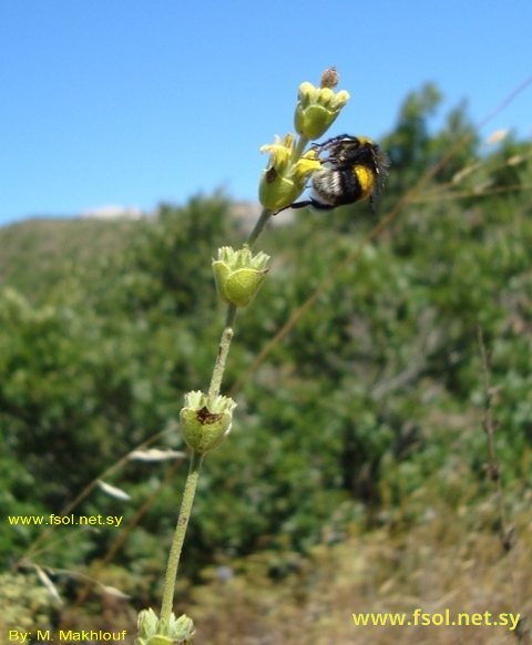 Sideritis syriaca (Boiss et Reut.) Boiss.